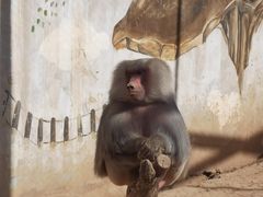 -青藏高原野生动物园