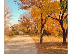 -北京西山国家森林公园