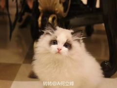 -月下料理(楷林IFC店)