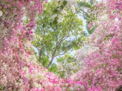 -深圳国际园林花卉博览园