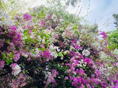 -深圳国际园林花卉博览园