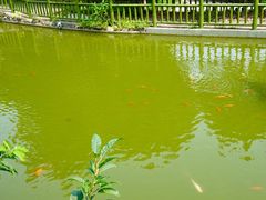 -建华生态湿地百荷园