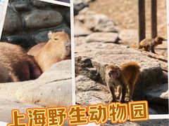 -上海野生动物园