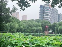 -陈家山荷花公园
