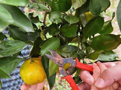 -前小桔亲子创意农场·草莓采摘·露营烧烤