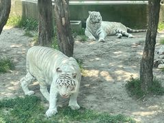 -上海野生动物园