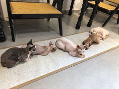 -琪喵猫屋·撸猫猫咖·猫舍