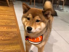 -柴务处·柴犬主题狗咖