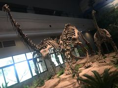 -自贡恐龙博物馆