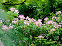 -上海植物园·停车场