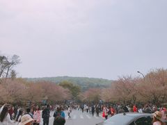 -武汉大学-樱园
