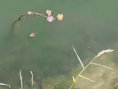 -丁香湖公园