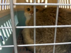 -宠颐生猫科·内科皮肤科(西平世纪城店)