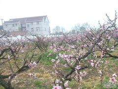-南汇桃花村