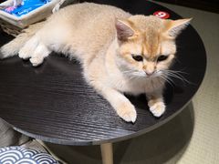 -逗柴咖啡屋·狗咖猫咖宠物桌游