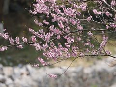 -百色大石围天坑群