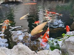 -鲤院·新中式美学·庭院餐厅(夫子庙店)