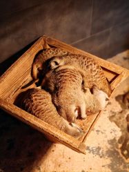 -未来动物城主题公园(正弘城店)