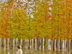 -白鹭湾湿地公园