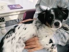 -宠爱国际动物医院· 猫科· 外科·中兽医(长白店)