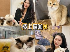 -楼上猫咖(罗湖店)