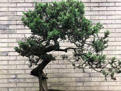 -南山植物园
