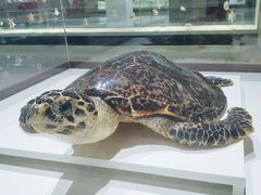 -青岛贝壳博物馆