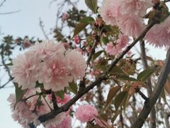 -天适樱花悠乐园