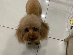 -Goku PET SHOP宠物视觉生活馆(双井店)