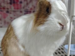 -立德异宠动物医院.兔鸟爬.内窥镜(天河店)