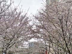 -西北湖绿化广场