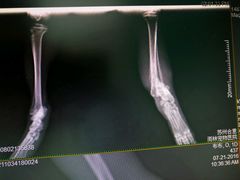 -雨林宠物医院 非犬猫异宠专科