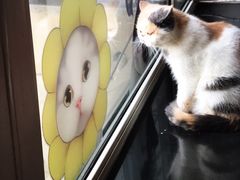 -猫咪咖啡店(新城大街店)
