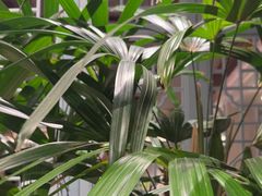 -狮王府淮扬菜(夫子庙老门东店)
