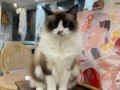 -共舞时光猫咖·狗咖(新街口店)