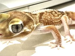 -酷以爬仙阁实体爬宠店·守宫·蜥蜴·专业繁育