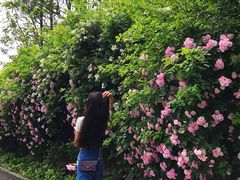 -白鹭湾湿地公园