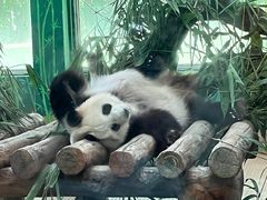 -广州动物园