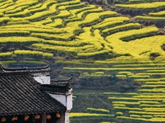 -婺源风景区