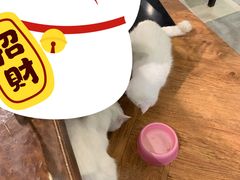 -猫小院猫主题餐厅(三里屯店)