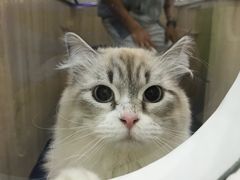 -佩兹宠物医院肿瘤专科·眼科·牙科(黄浦店)