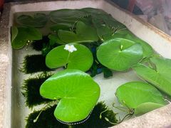 -万商花鸟市场