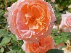 -人民公园(罗湖区)