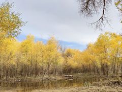 -金塔沙漠胡杨林景区