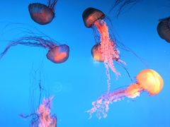 -太平洋海底世界