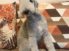 -帕帕拉兹宠物(亚洲旗舰店)