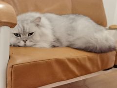 -猫友咖啡店(玉林西路店)