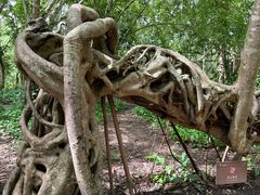 -中国科学院西双版纳热带植物园
