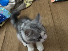 -lincat·猫舍(广州店)