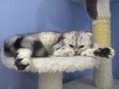 -喵的天空名猫咖啡馆·撸猫·猫舍·用品